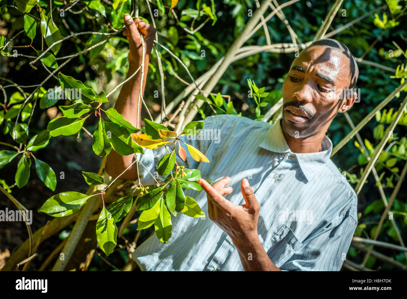 A man shows cloves on a clove tree at a spice farm on Zanzibar island
