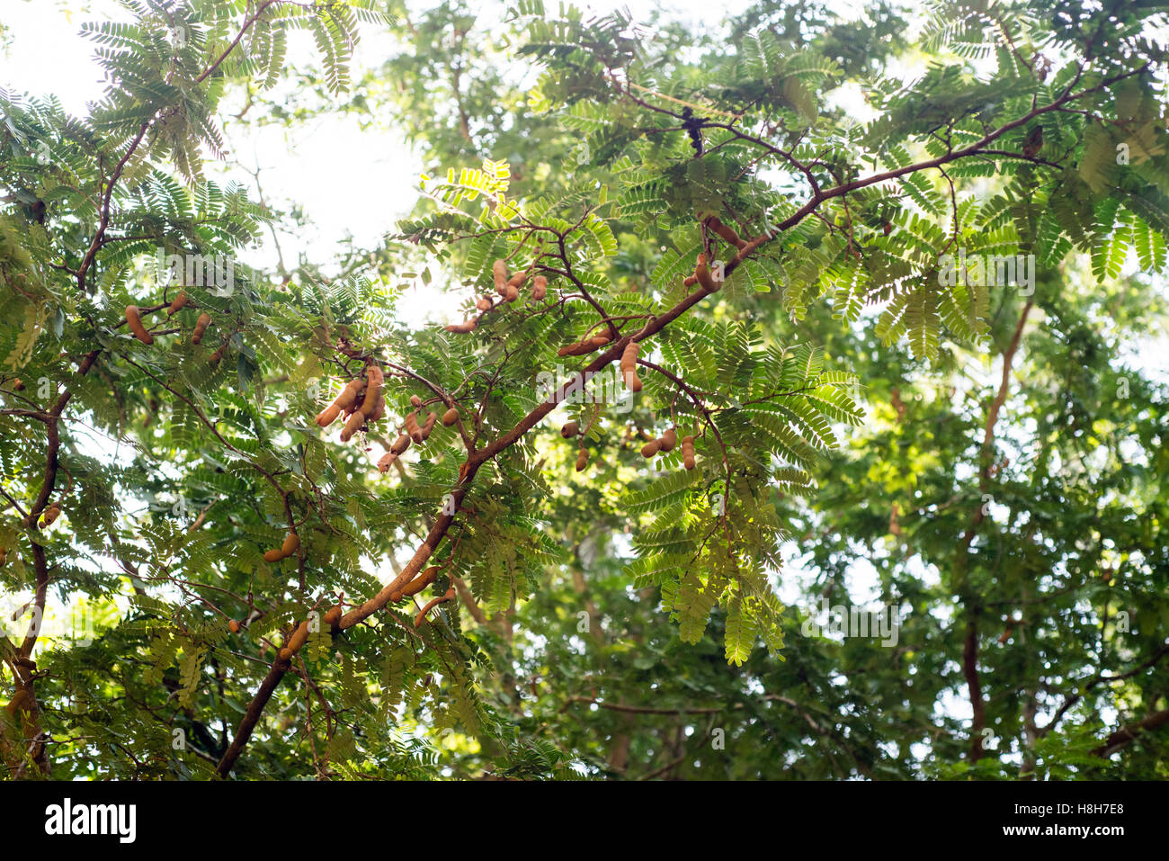 Kigelia tree, or sausage tree, at a spice farm on Zanzibar island, Tanzania Stock Photo