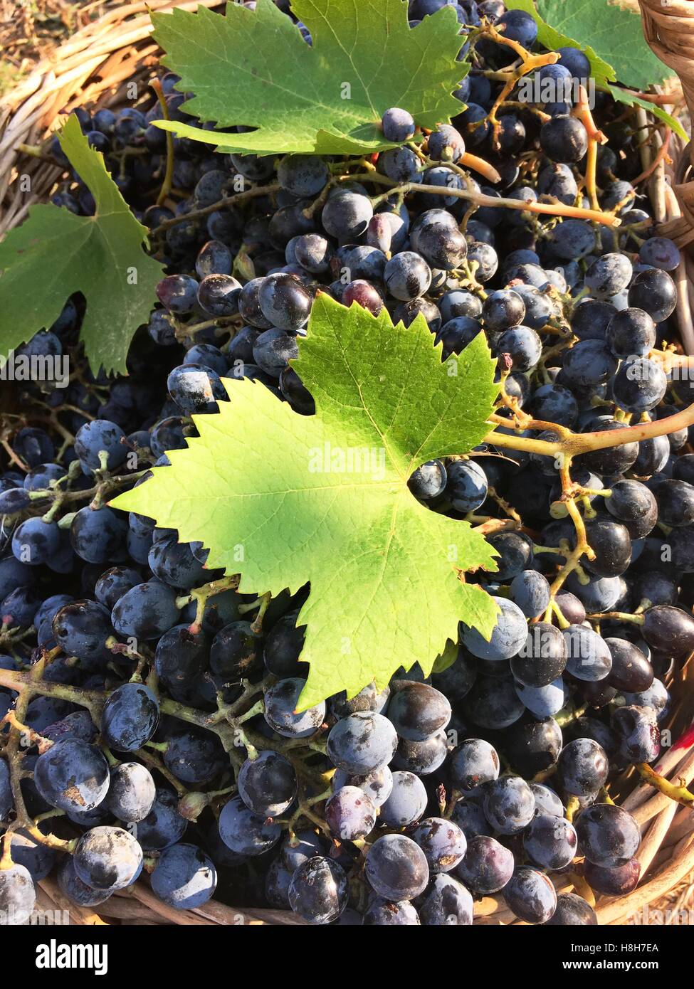 Red grape organic wine agriculture Stock Photo
