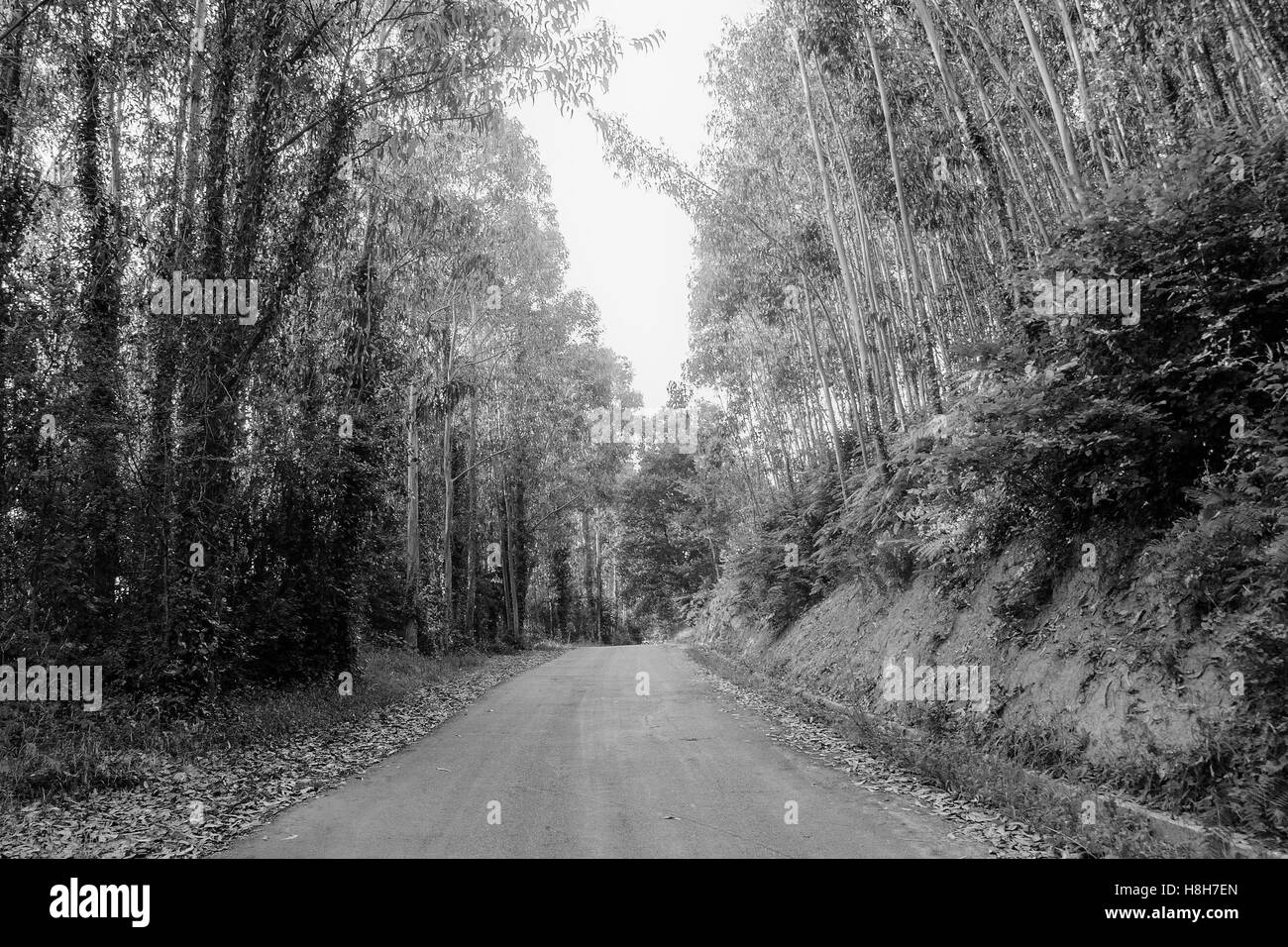 Road in a forest of Colindres, Cantabria, Spain, Europe Stock Photo