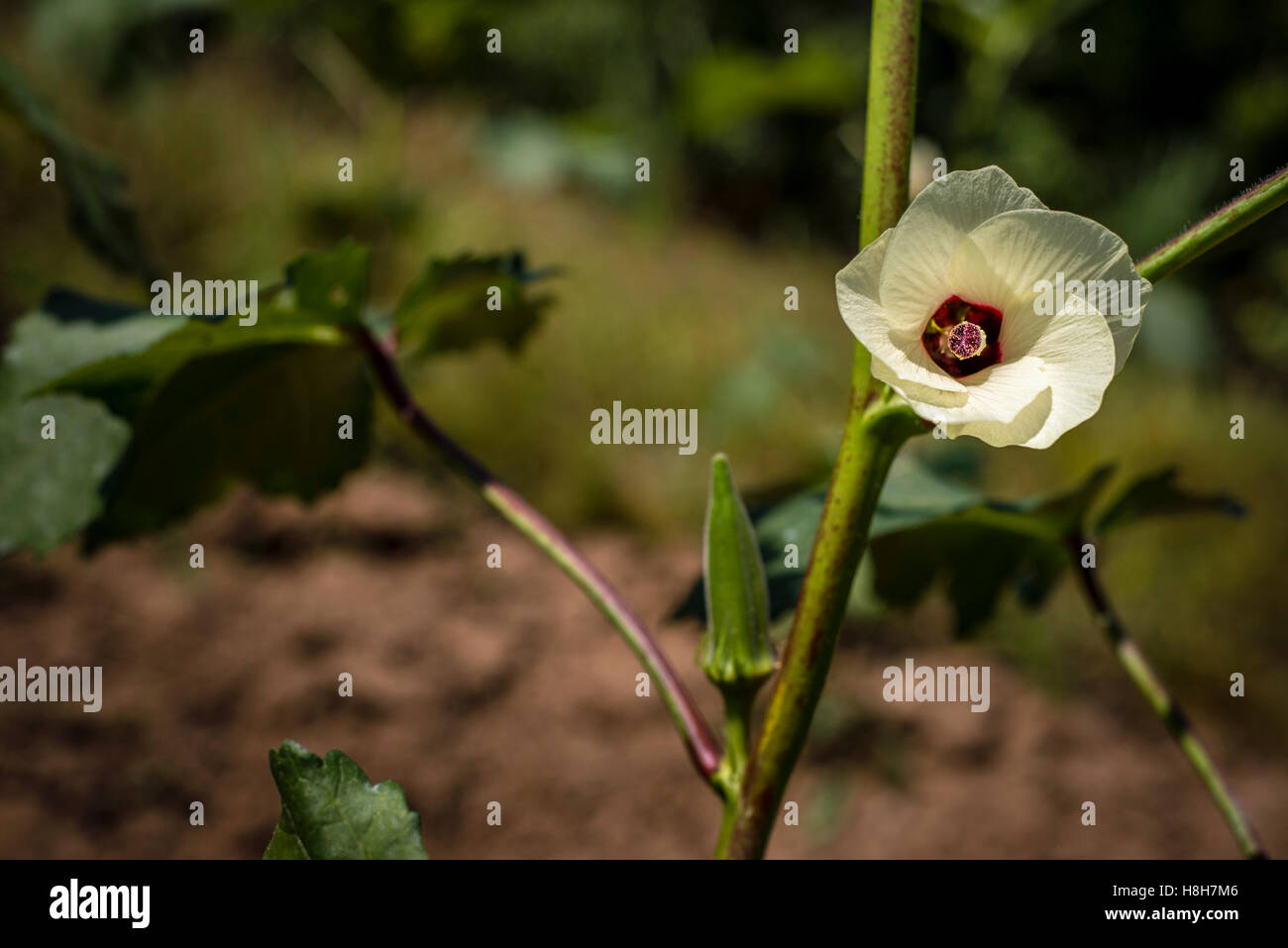 Bamia, or Arabic okra, growing at a farm on Zanzibar island, Tanzania