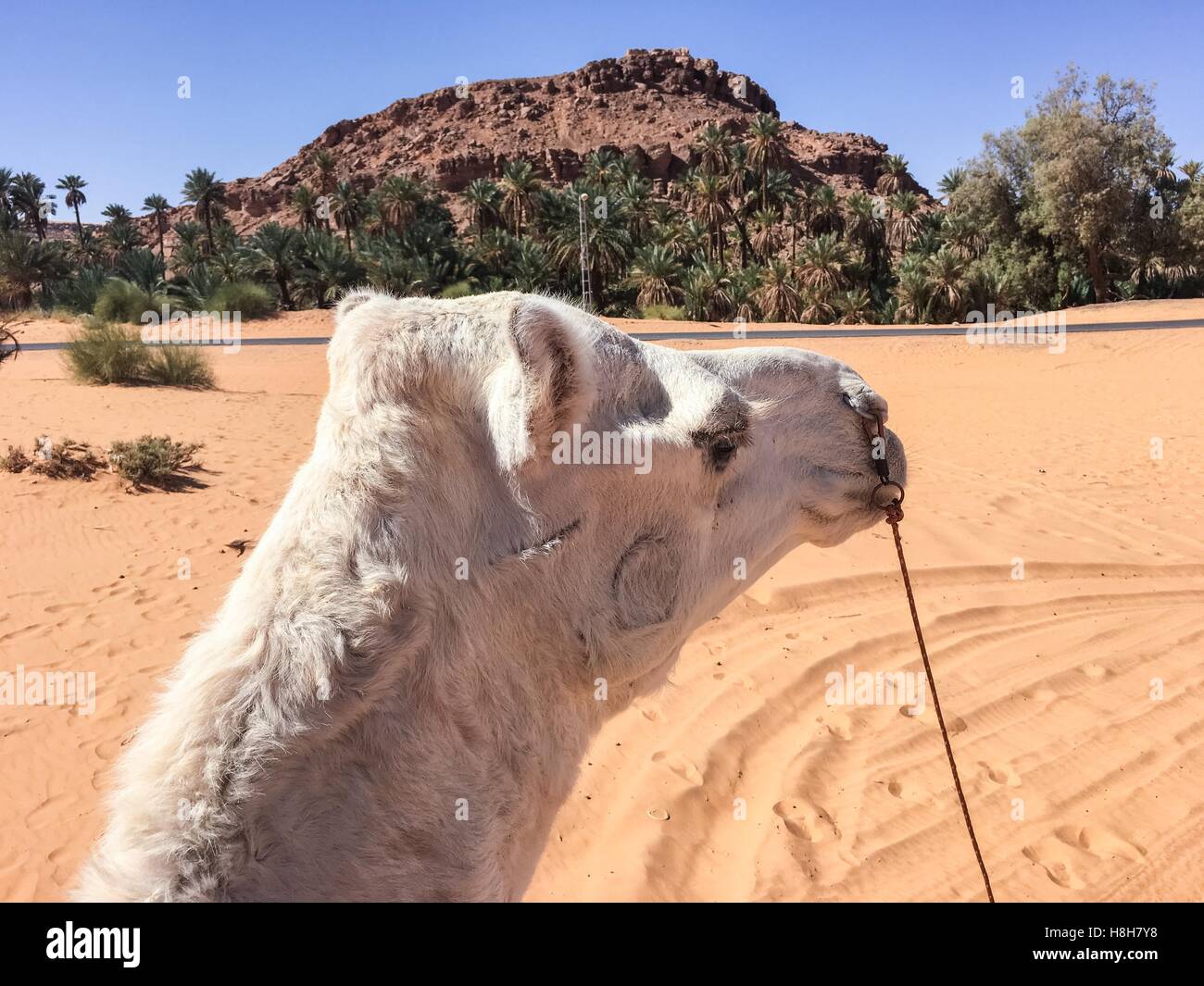 Camel algeria hi-res stock photography and images - Alamy