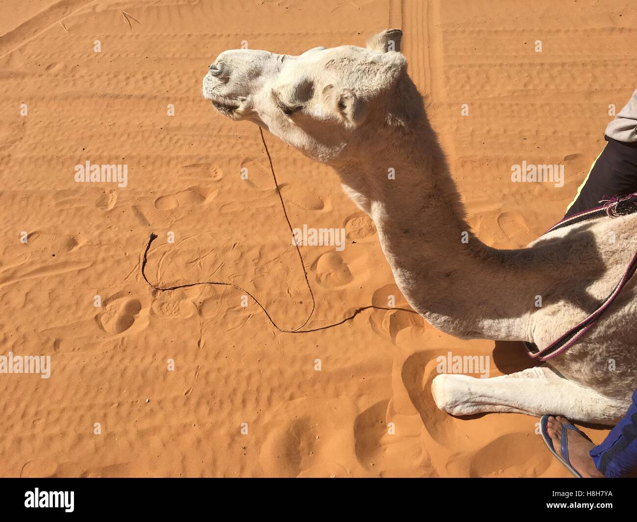Camel algeria hi-res stock photography and images - Alamy