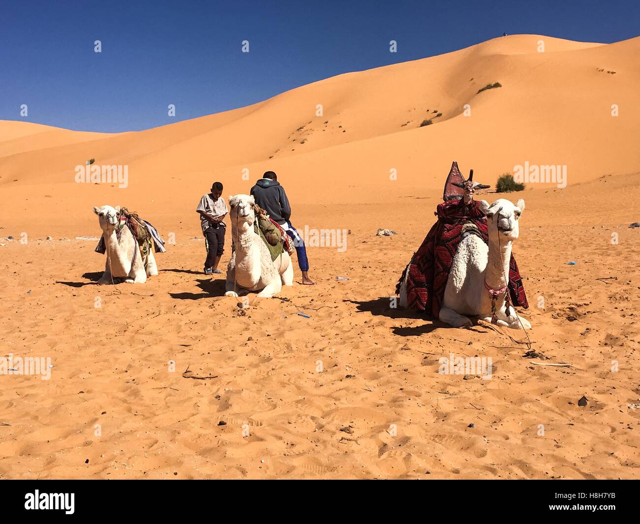 Camel algeria hi-res stock photography and images - Alamy