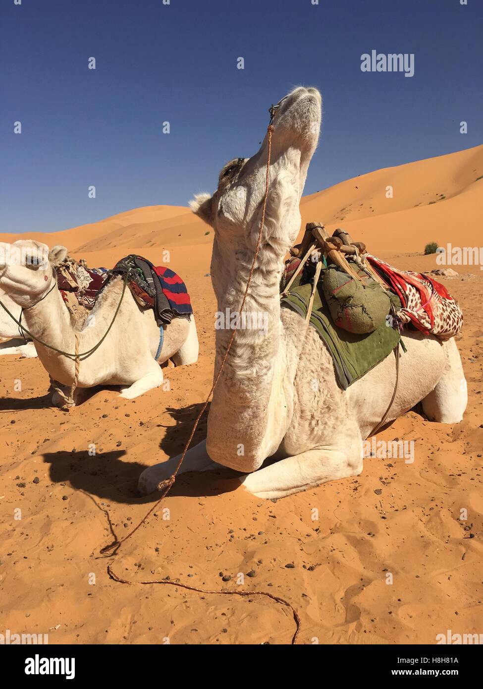 Camel algeria hi-res stock photography and images - Alamy