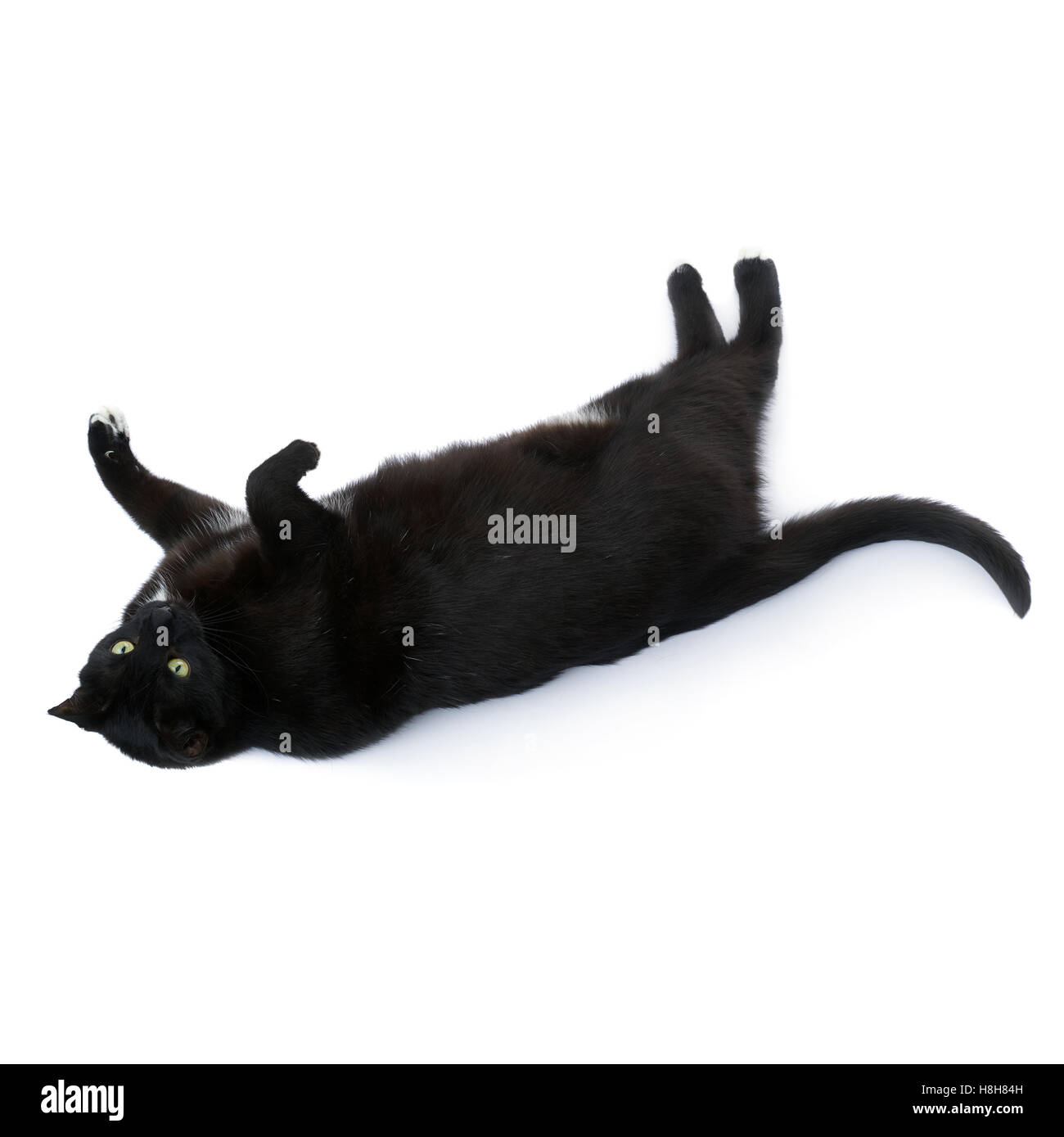 Lying black cat isolated over the white background Stock Photo - Alamy