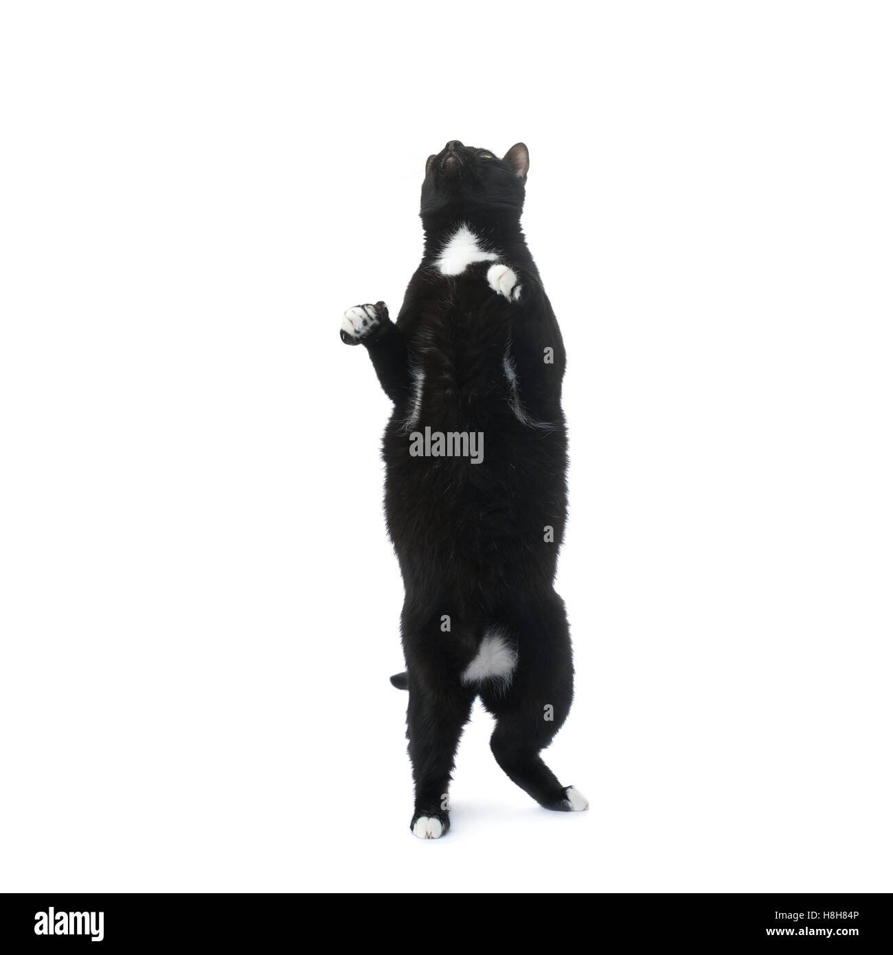 Standing black cat isolated over the white background Stock Photo - Alamy