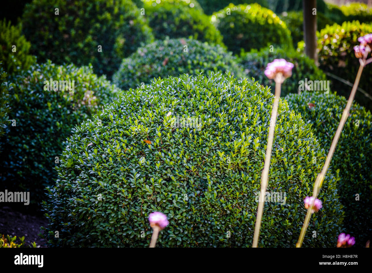 Boxwood balls hires stock photography and images Alamy