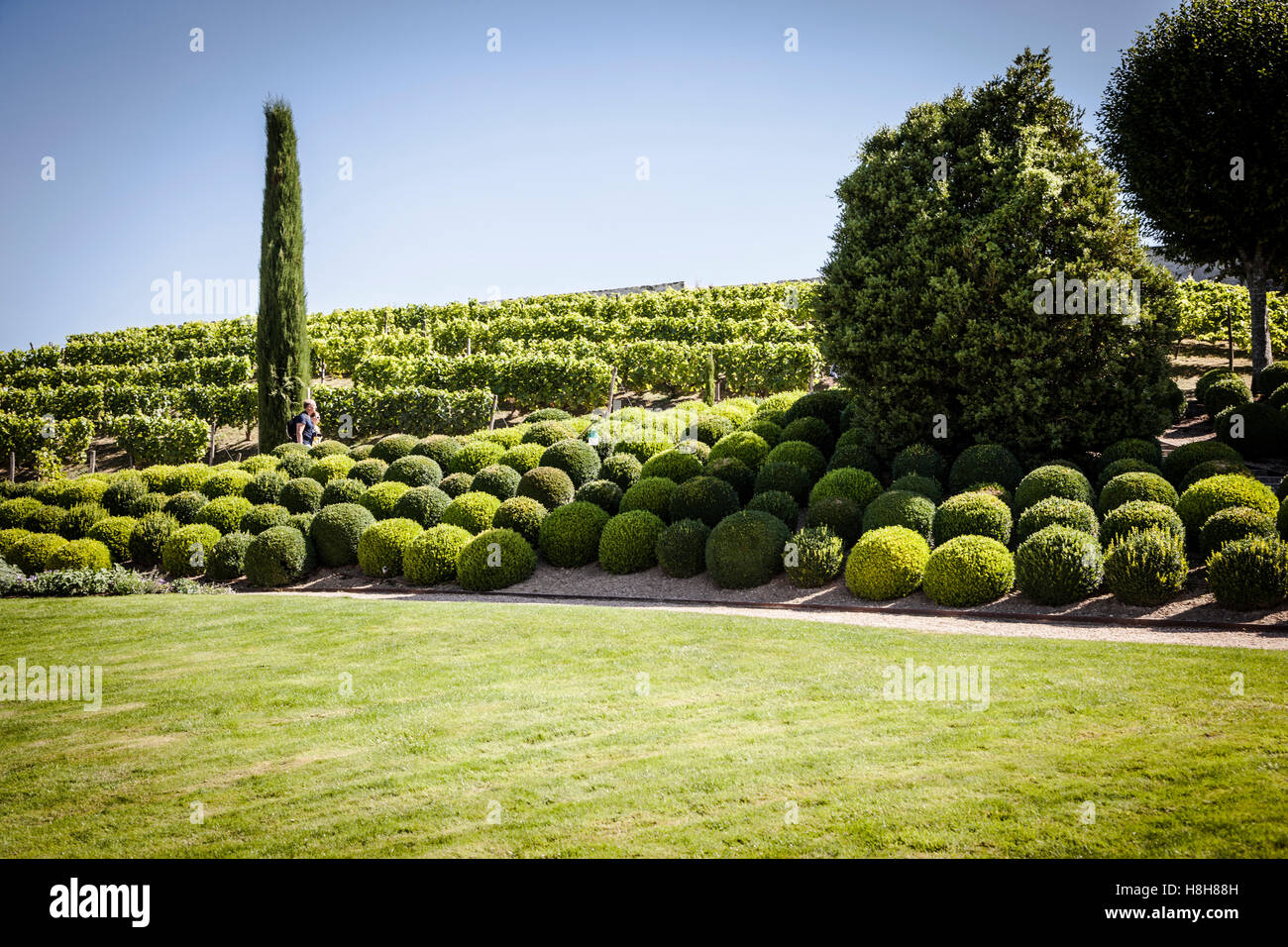 Boxwood Green garden balls in France, Amboise Gardens Stock Photo Alamy