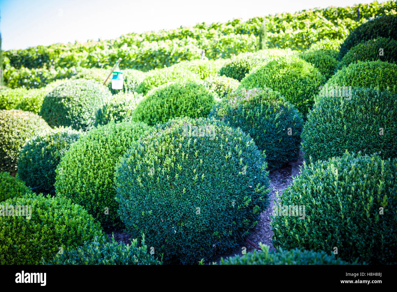 Boxwood Green garden balls in France, Amboise Gardens Stock Photo Alamy