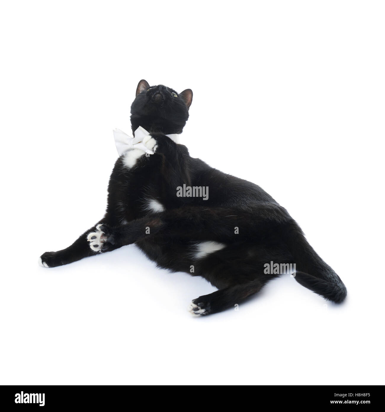 Lying black cat isolated over the white background Stock Photo