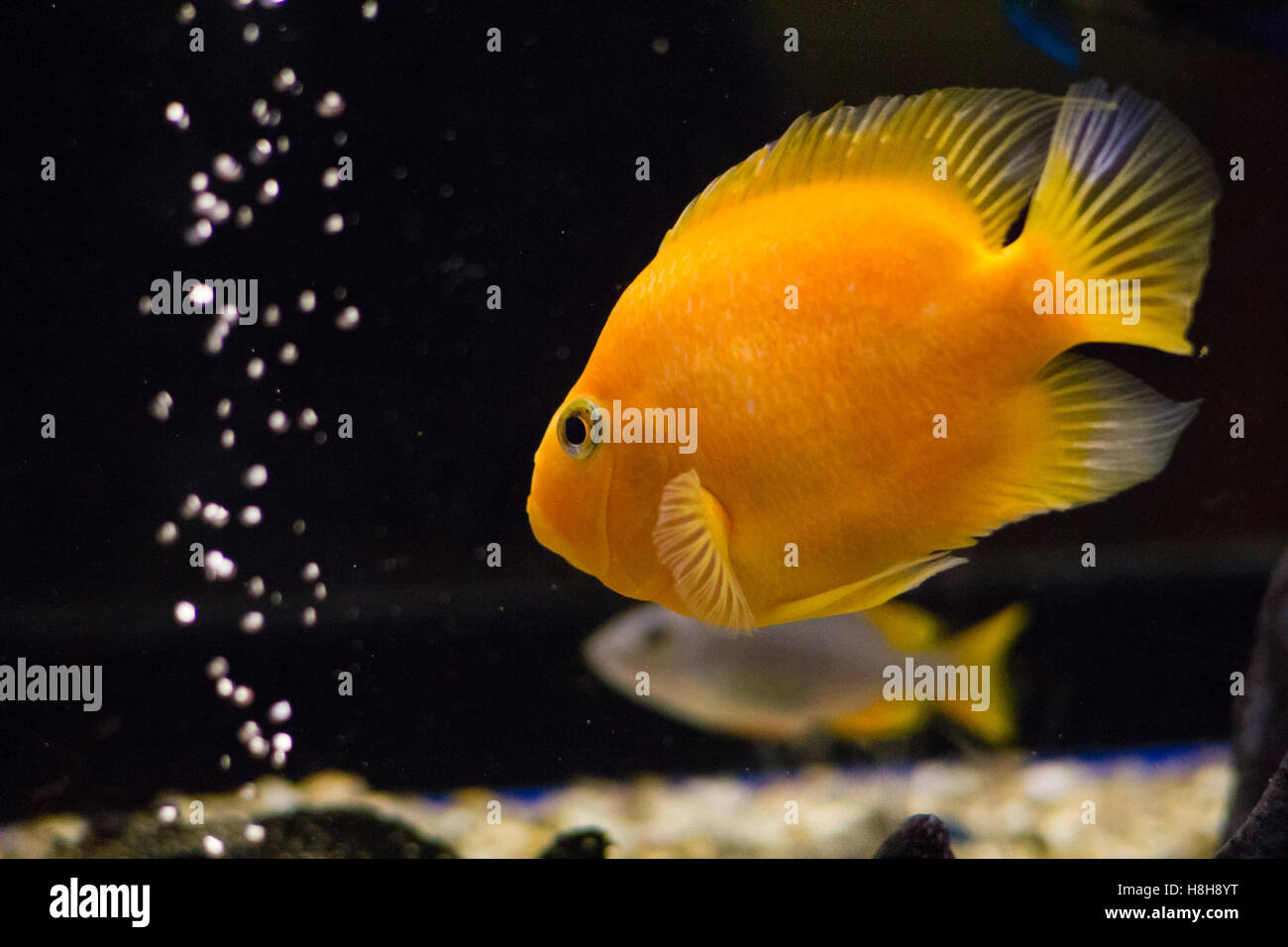 Yellow cichlid aquarium fish swimming Stock Photo
