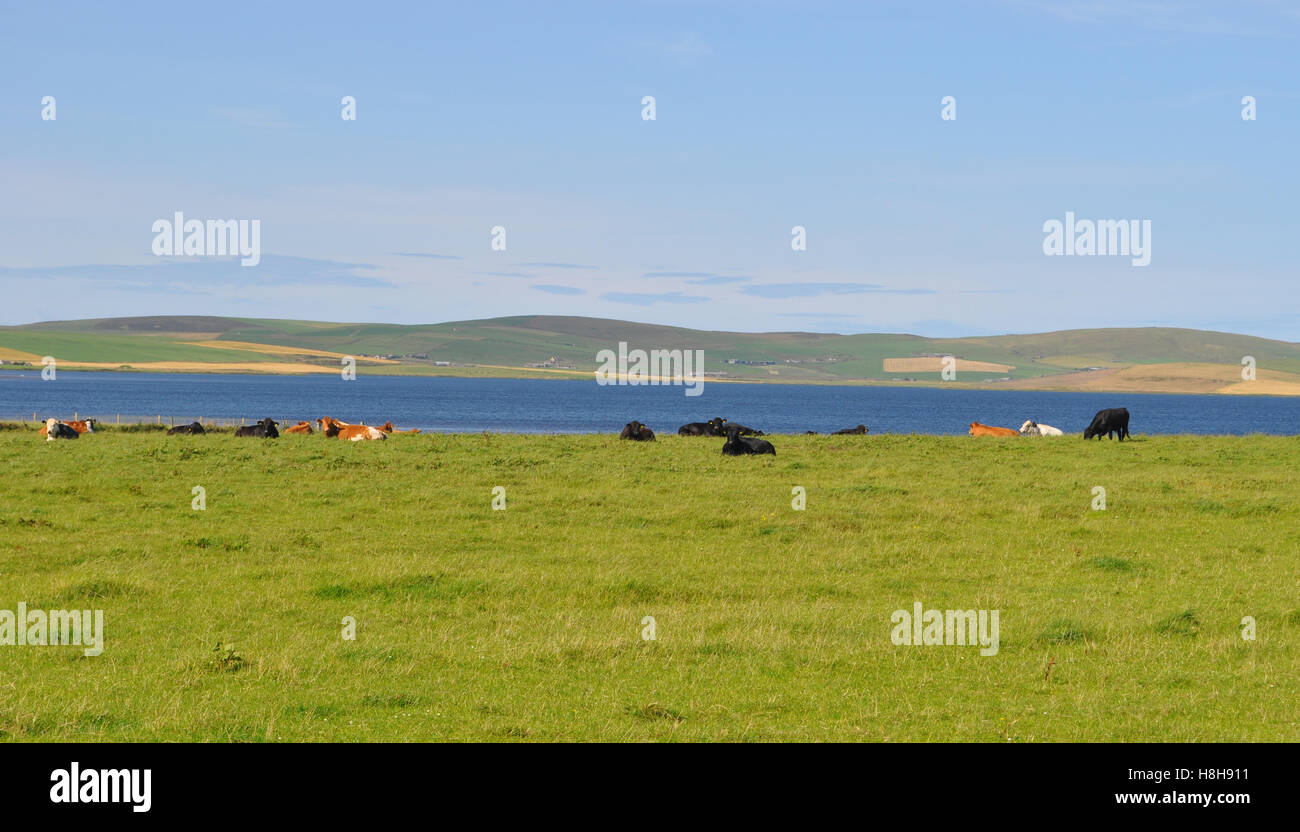 Cows by the Loch of Stenness, Orkney Stock Photo