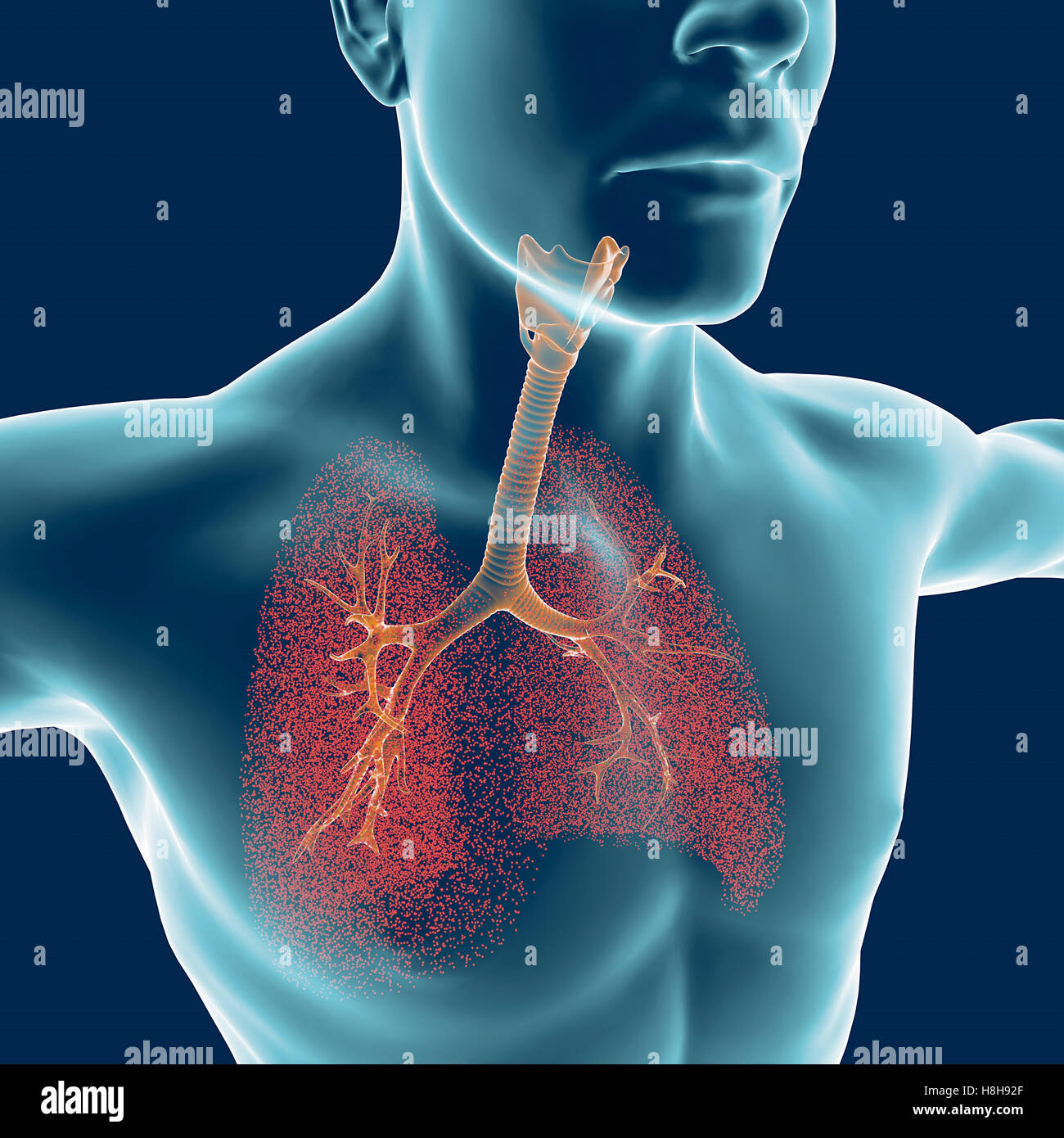 Lungs with trachea and bronchi hires stock photography and images Alamy