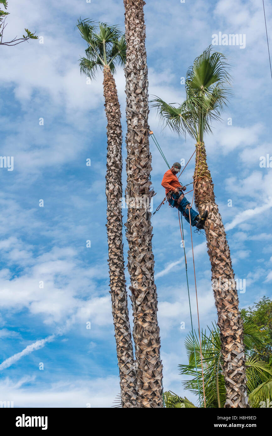 An Arborist Trims A Group Of Palm Trees While Cabled In And Suspended Up High In Santa Barbara County California Stock Photo Alamy