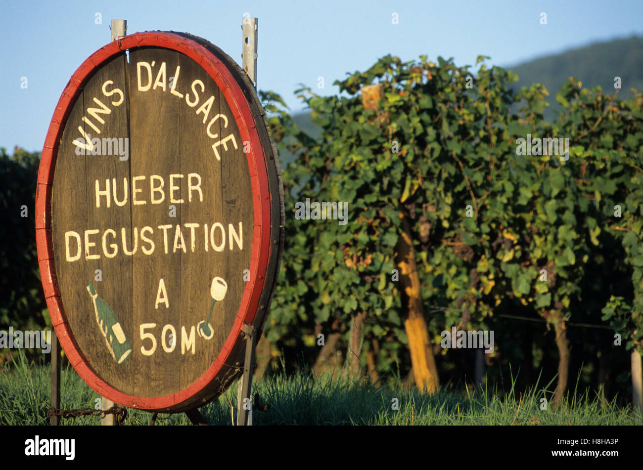 Aa vineyards cheap