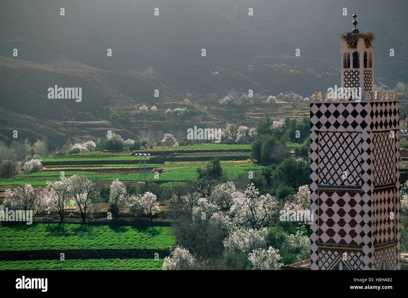 Flowering Almond trees, Atlas, Morocco, North Africa Stock Photo