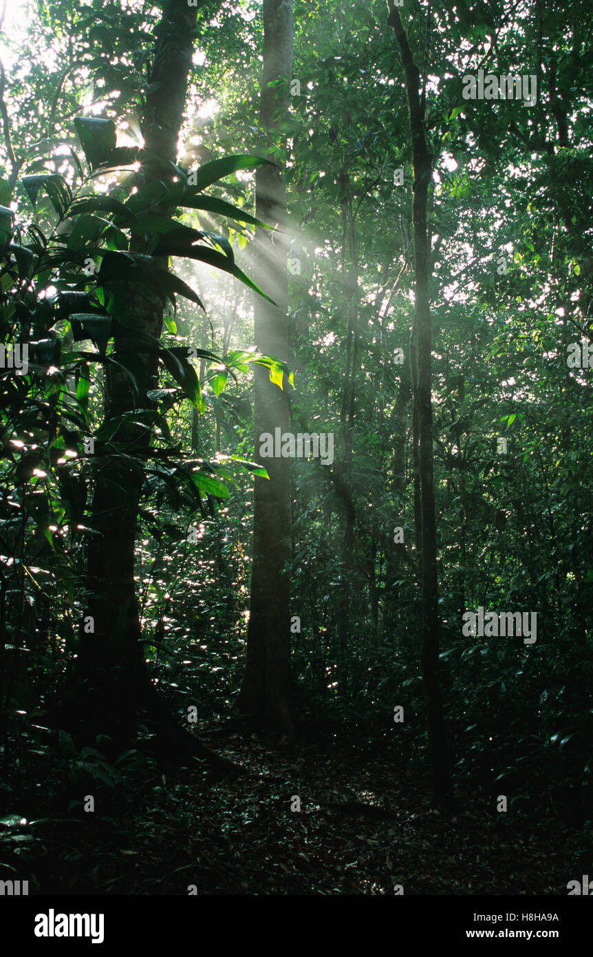 Rain forest in Nicaragua, Central America Stock Photo - Alamy