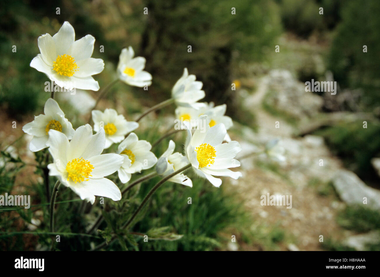 Alpine Pasque Flower (Pulsatilla alpina) Stock Photo