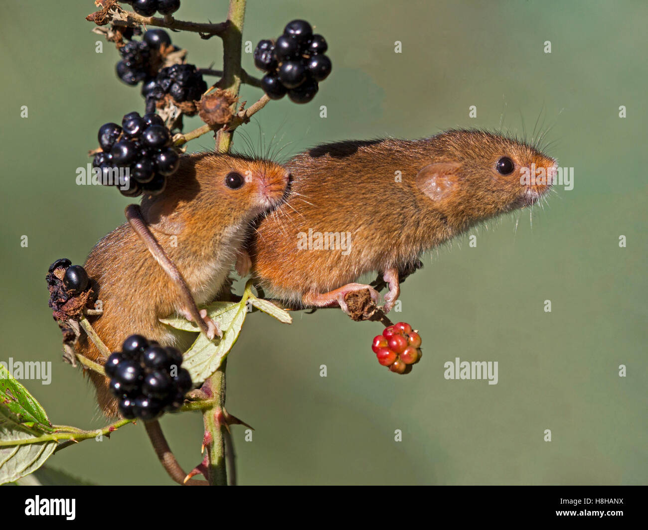 Eurasian harvest mice on blackberries Stock Photo
