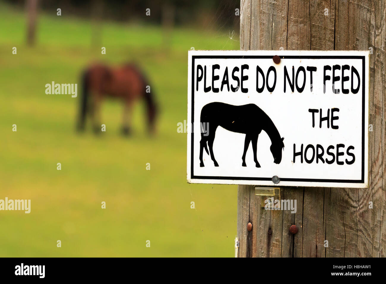 Please do not feed the Horses sign fixed to a wooden post Stock Photo