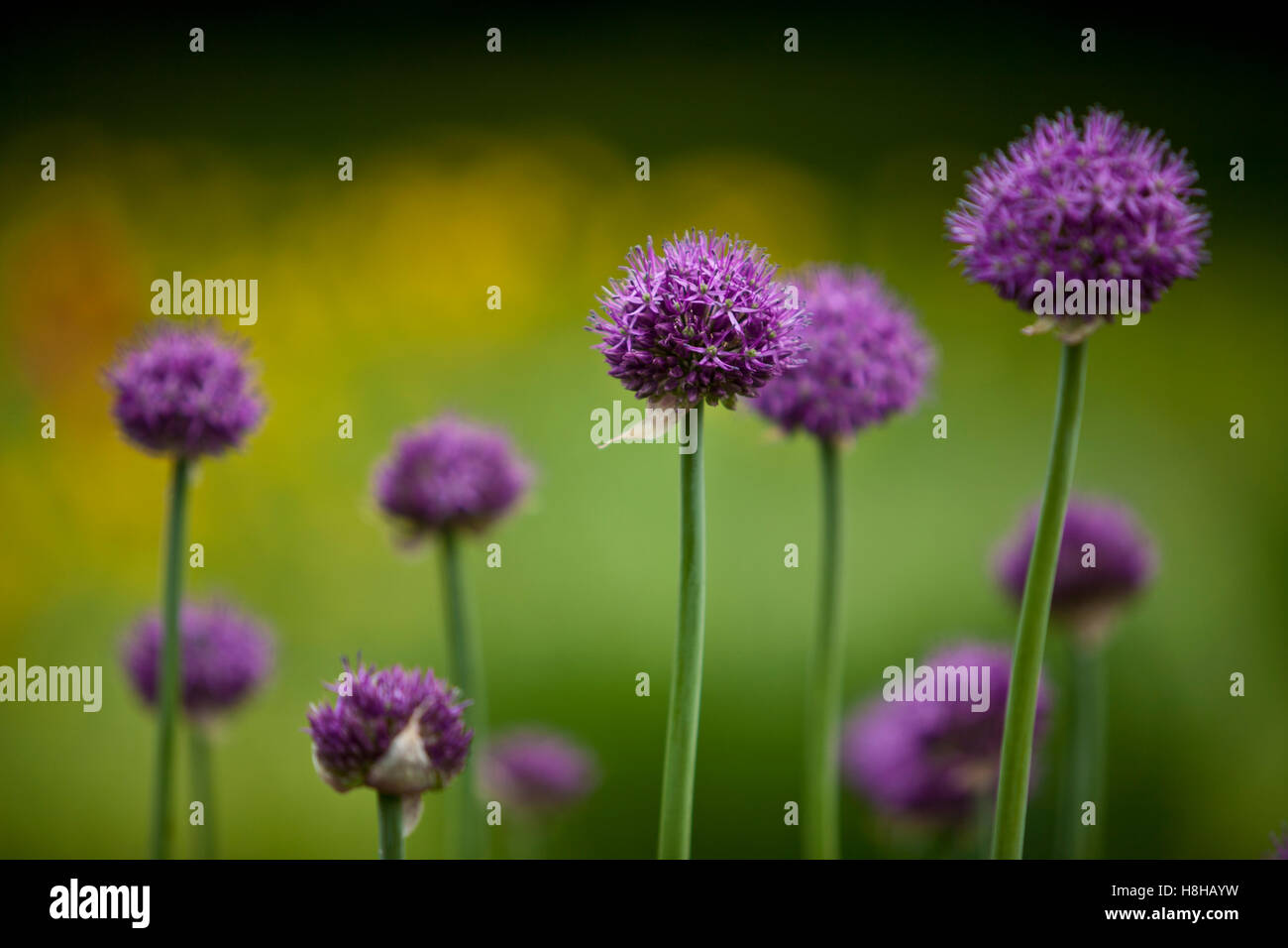 Onion flower bud hires stock photography and images Alamy