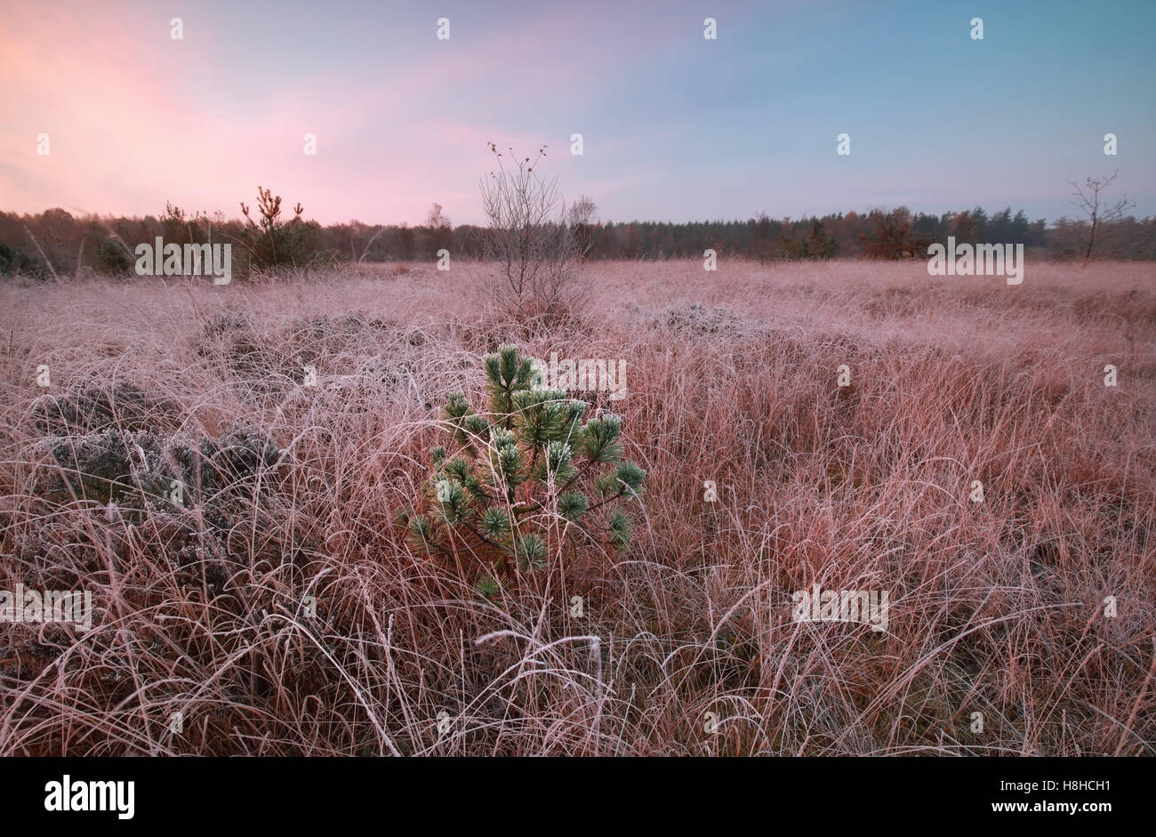 cold frosty sunrise on marsh, Friesland, Netherlands Stock Photo - Alamy