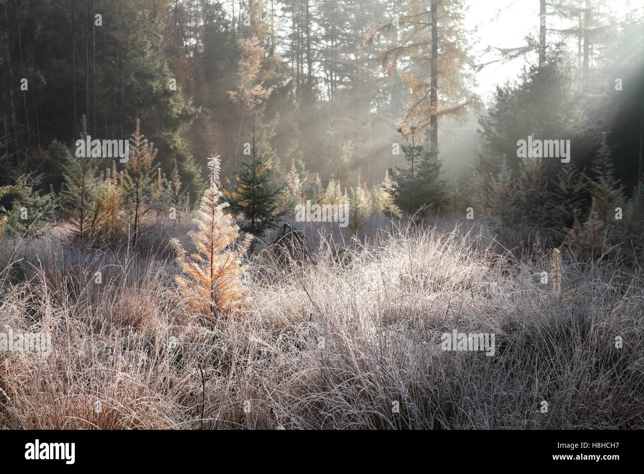 foggy sunbeams in frosted autumn forest Stock Photo - Alamy