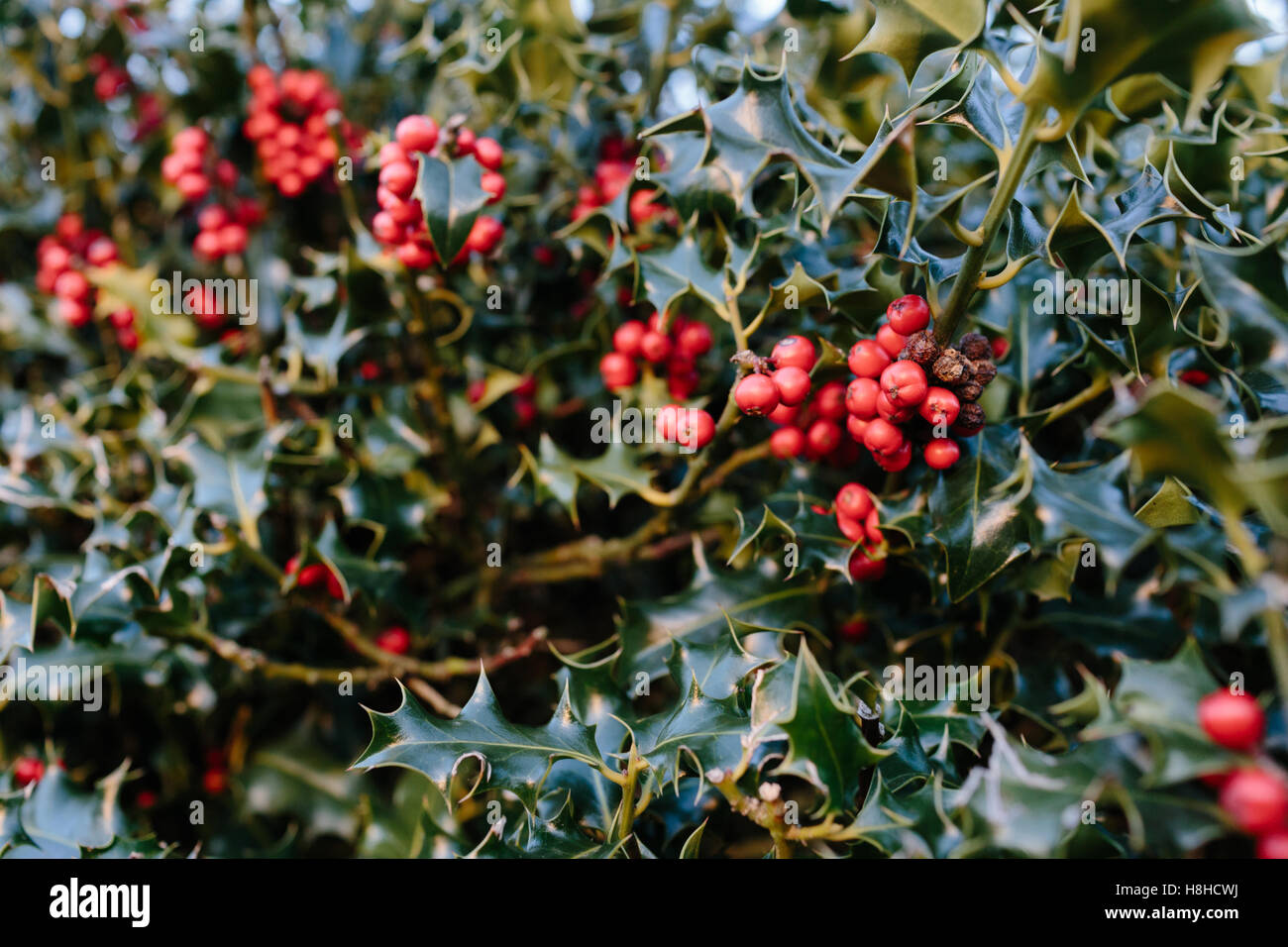 Close up of red berries on a holly bush Stock Photo