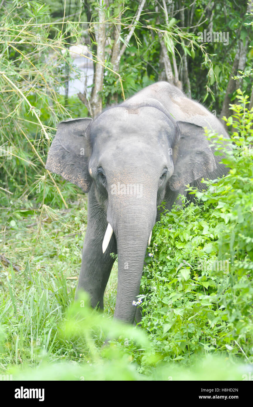 gray elephant in the forest Stock Photo Alamy