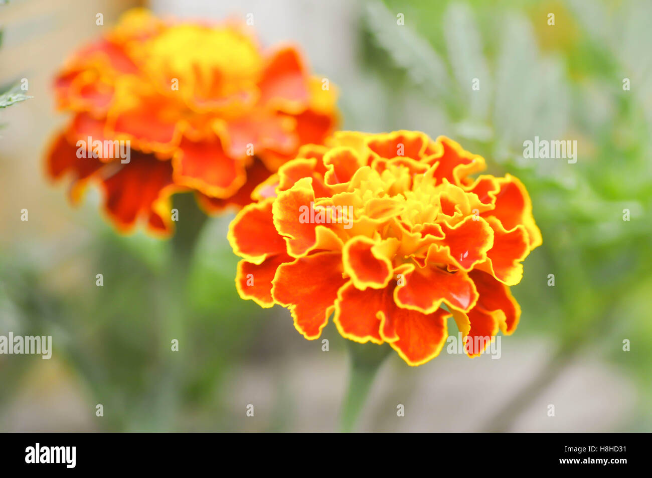 marigold or calendula flower in the garden Stock Photo