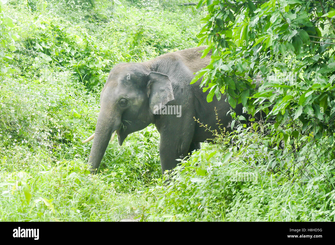 gray elephant in the forest Stock Photo Alamy