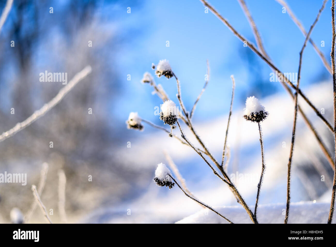 Bright winter landscape with trees in the forest at sunrise Stock Photo ...