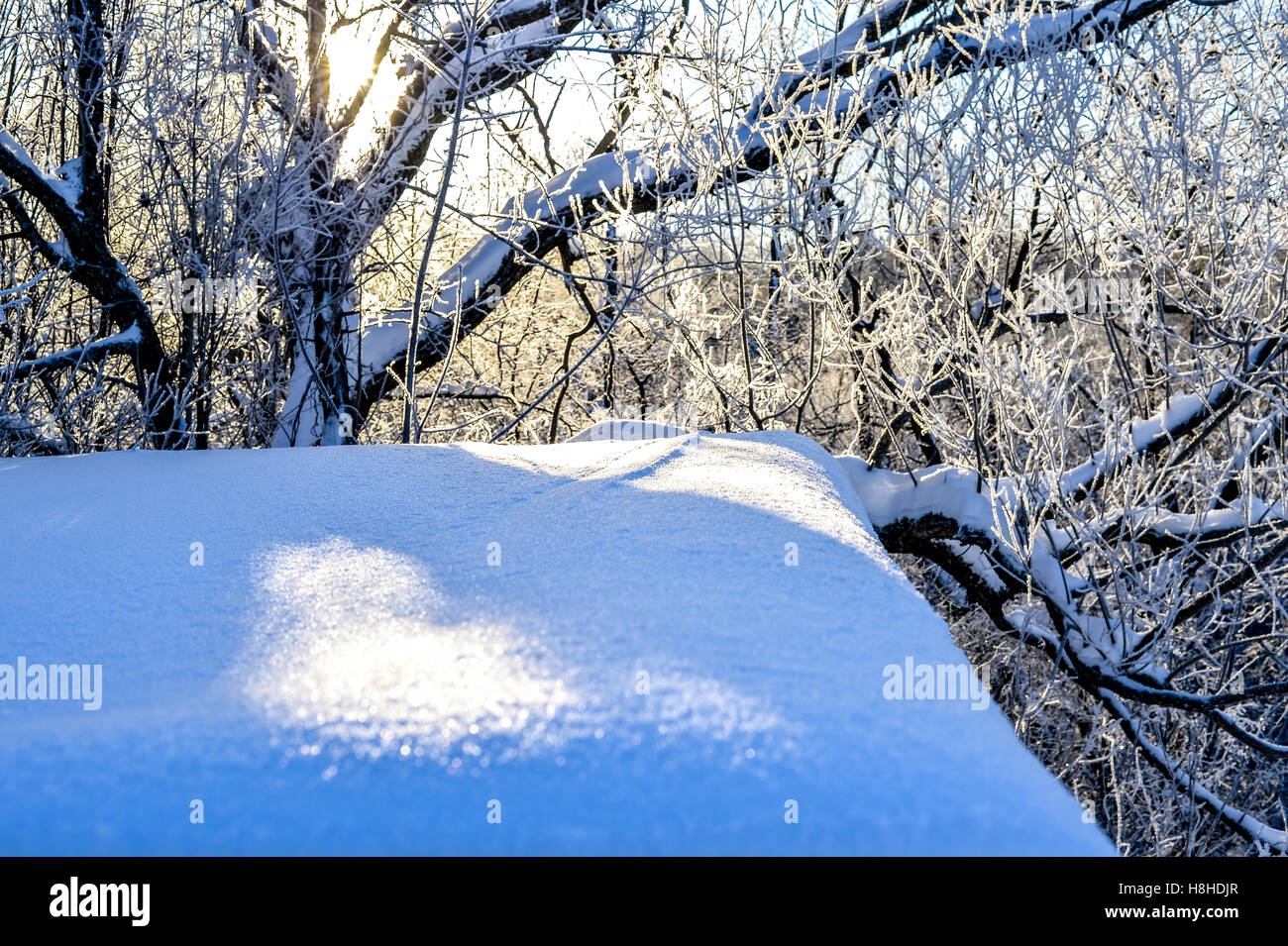 Bright winter landscape with trees in the forest at sunrise Stock Photo ...