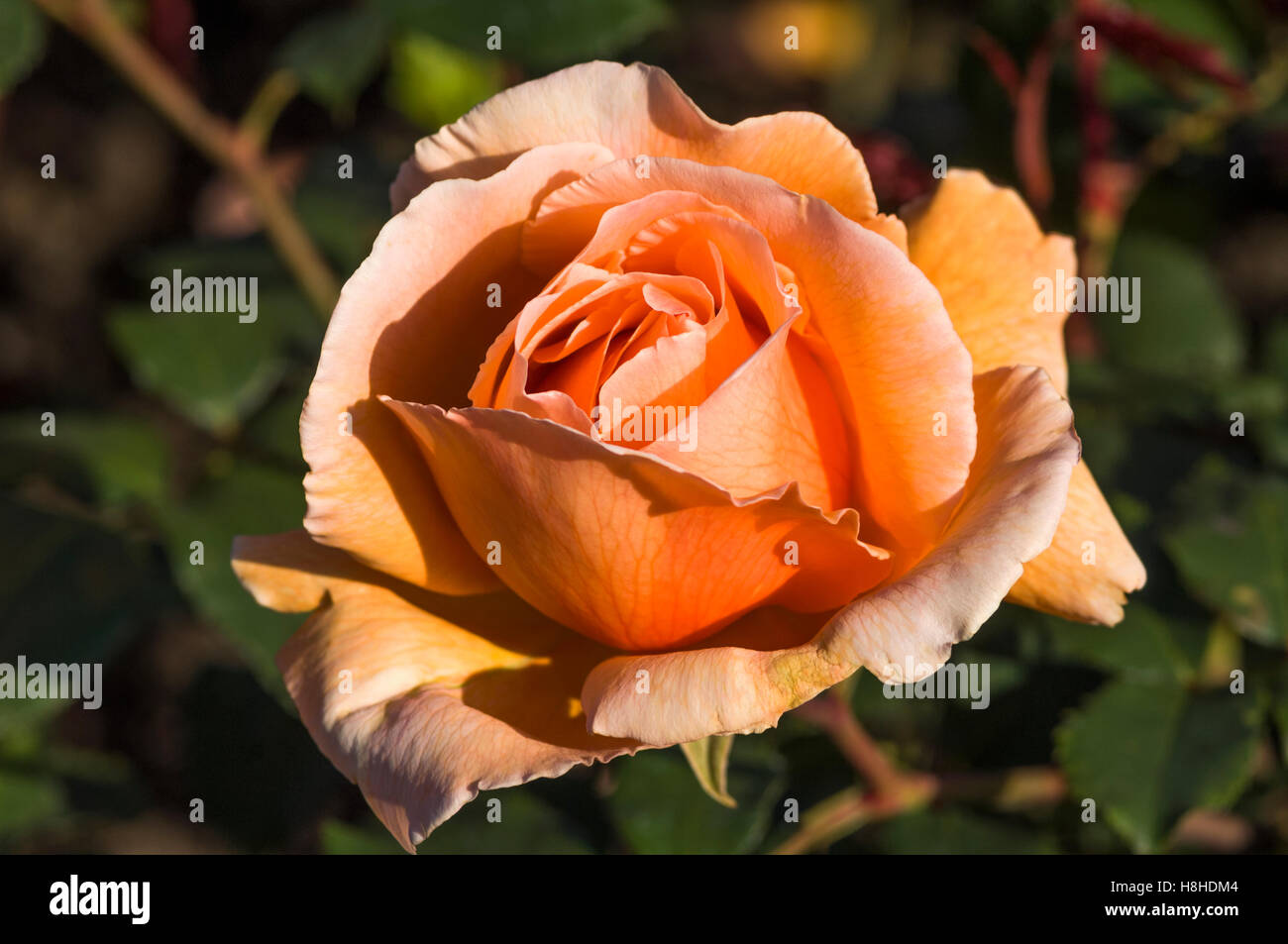 Hybrid Tea Rose Rosa 'Just Joey'. UK Stock Photo - Alamy