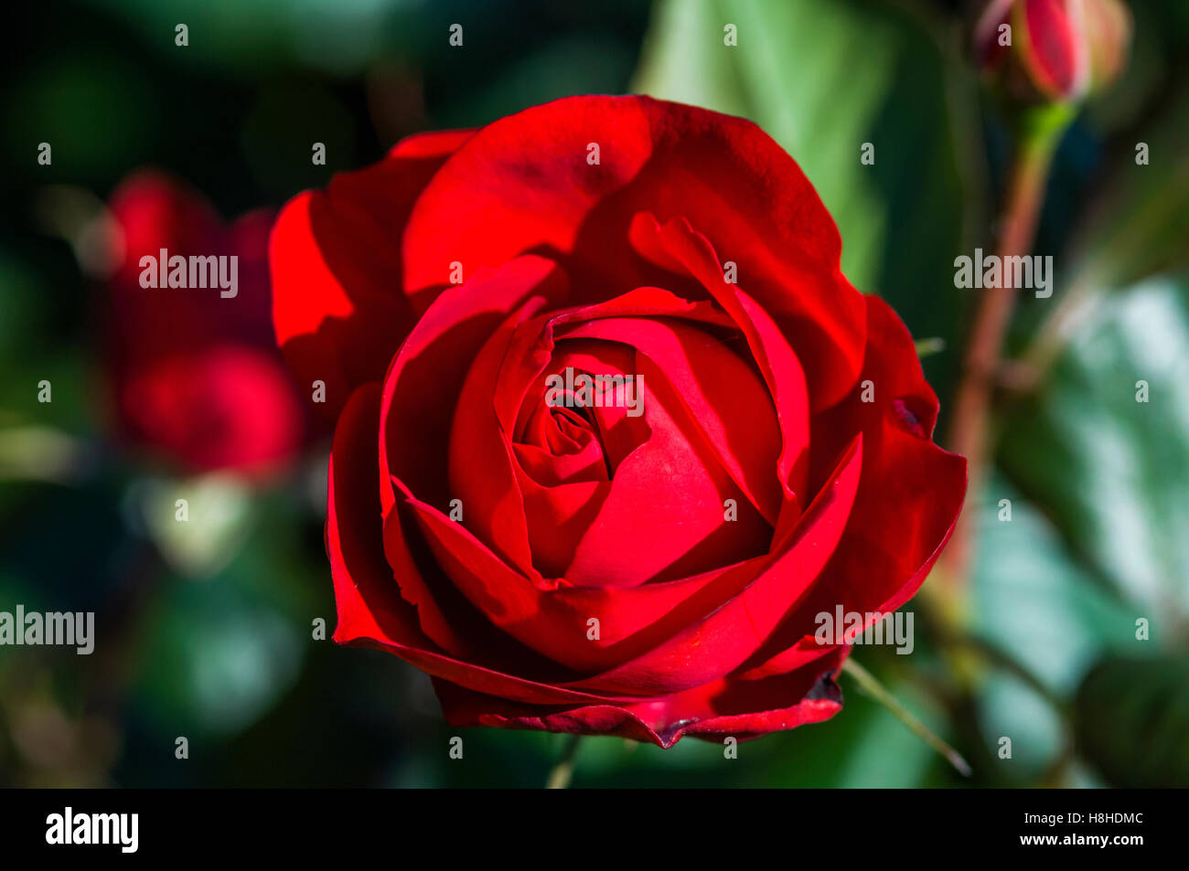 The Times Rose Floribunda. UK Stock Photo Alamy