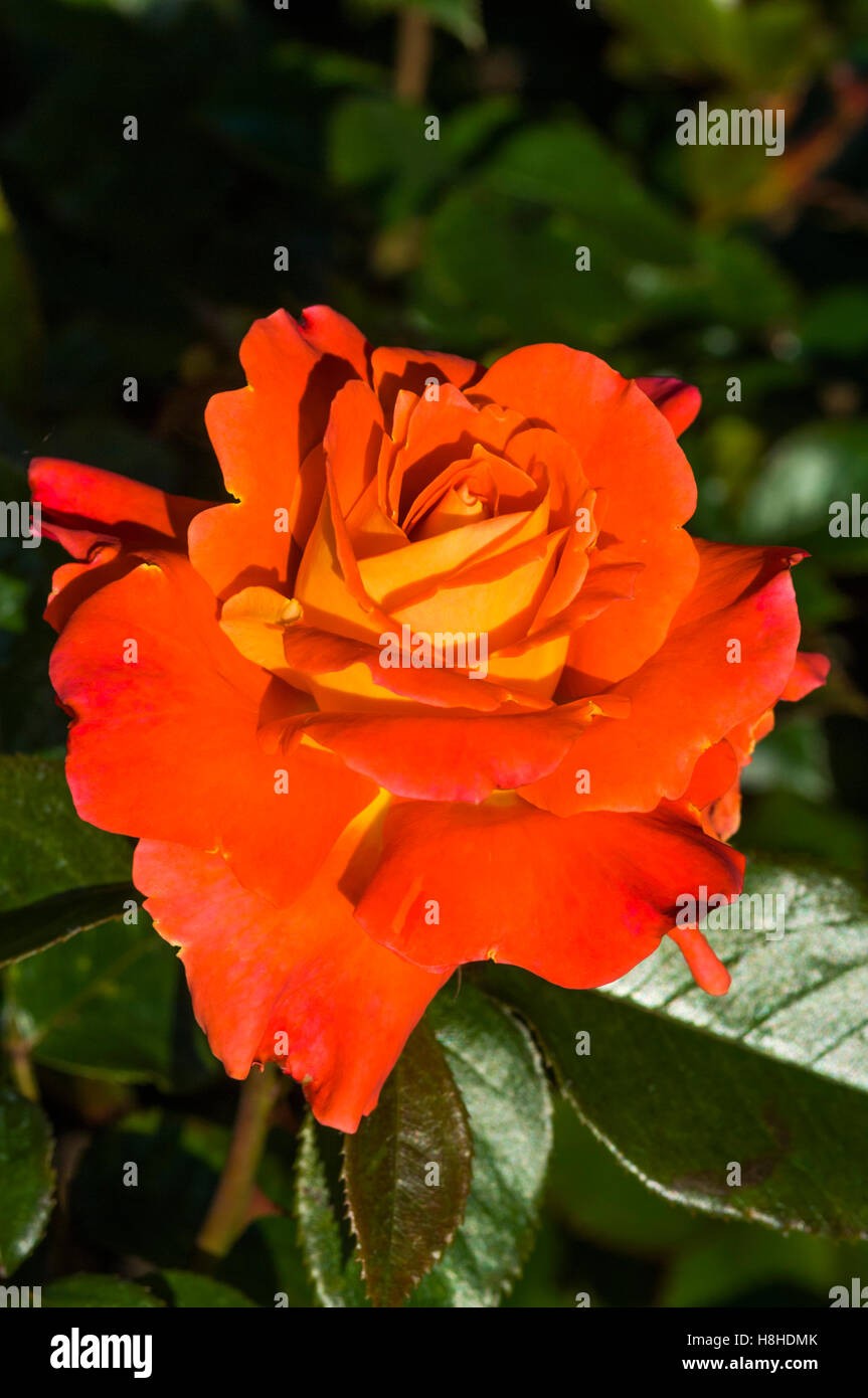 Rose 'Wandering Minstrel' - Floribunda rose.  UK Stock Photo