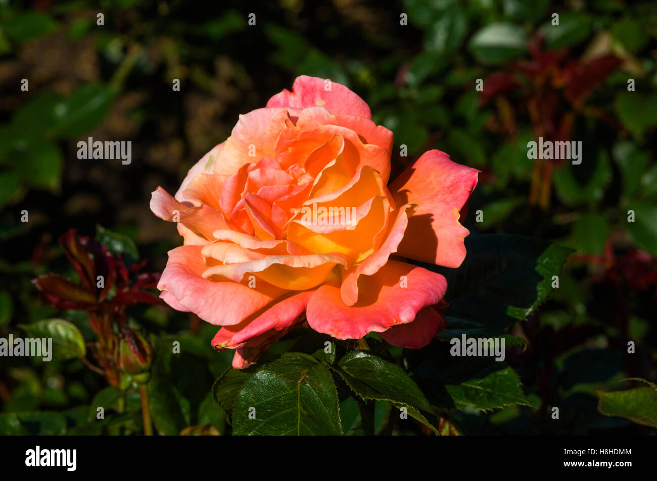 Rose 'Wandering Minstrel' - Floribunda rose.  UK. Stock Photo
