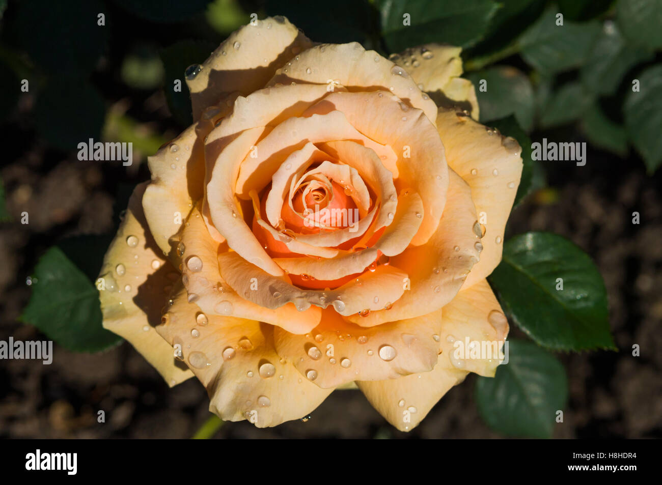 Hybrid Tea Rose Rosa Royal Parks Registered Name Harlyric Uk Stock Photo Alamy