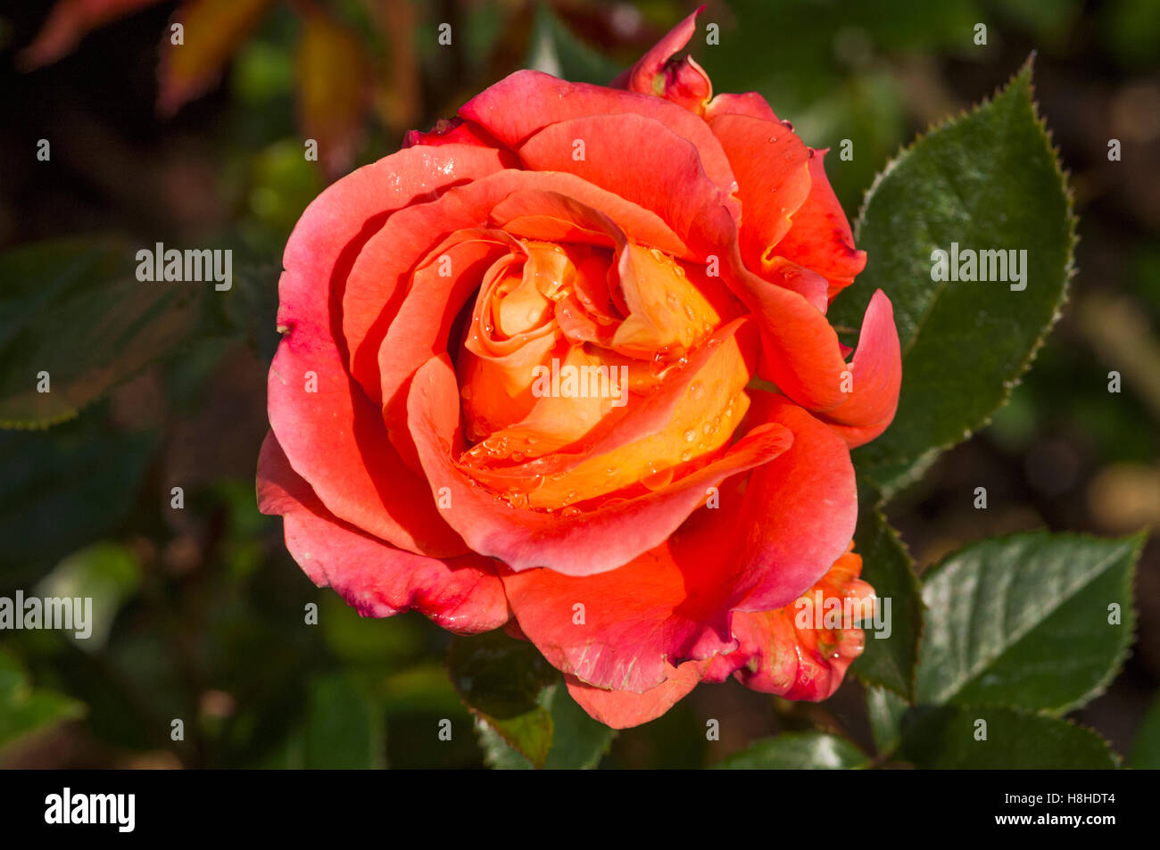 Rosa 'Wandering Minstrel' - Floribunda rose.  UK. Stock Photo