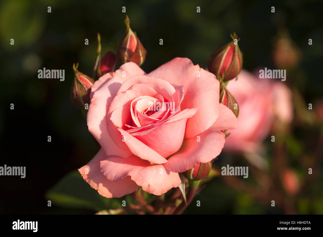Rosa 'Wandering Minstrel' - Floribunda rose.  UK. Stock Photo