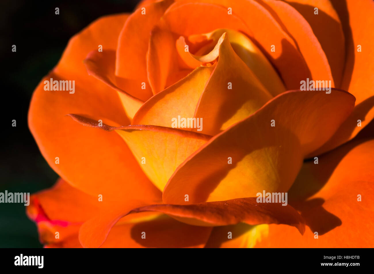 その他 Rosa/Wandering Rosa wandering minstrel hi-res stock photography and images - Alamy