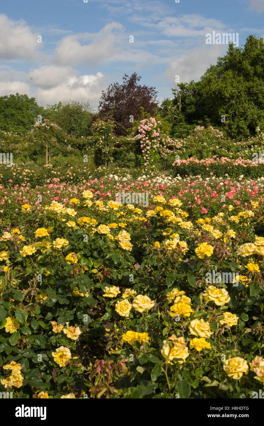 Rose bushes england hires stock photography and images Alamy