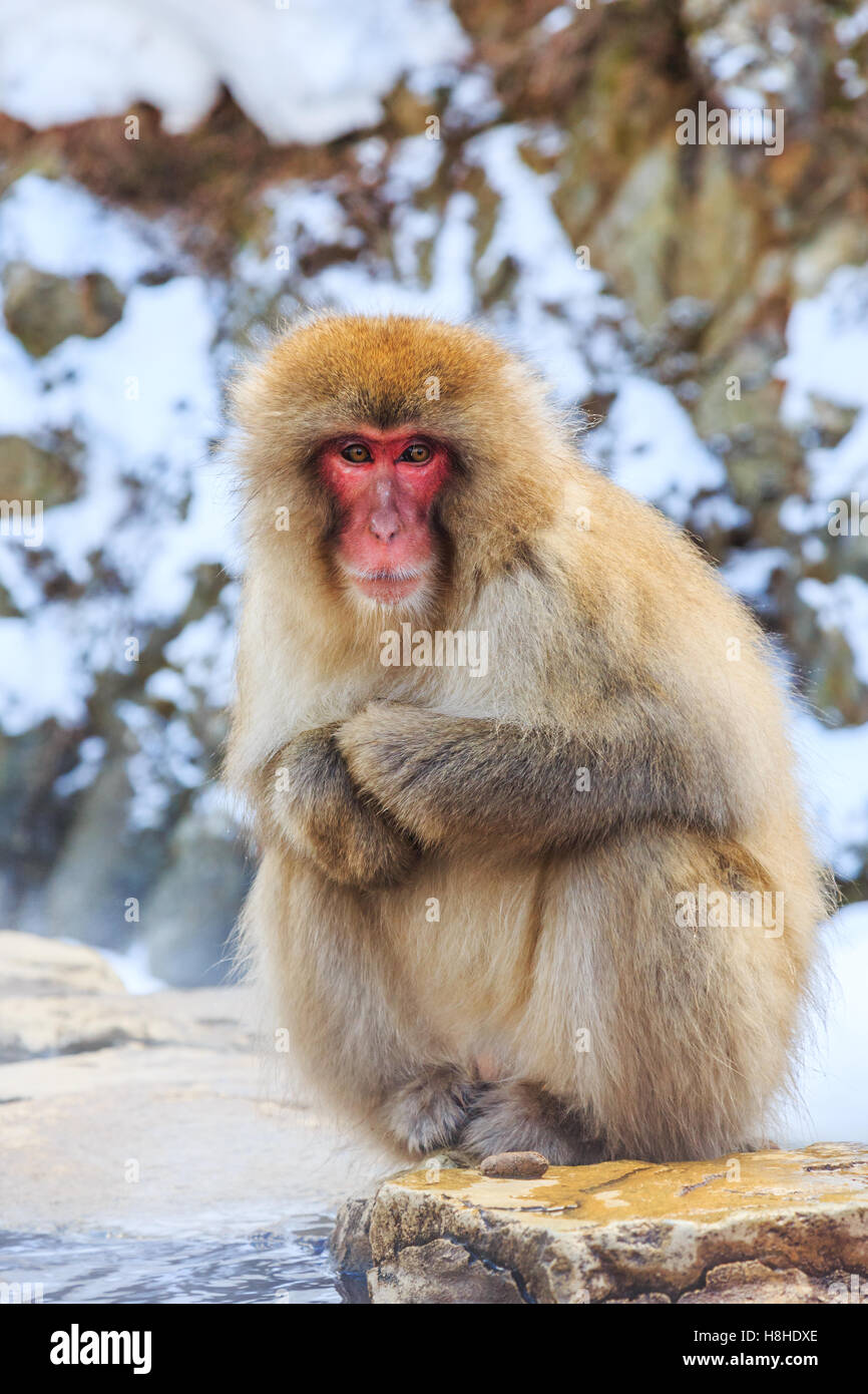 Snow monkey at a natural onsen (hot spring), located in Jigokudani Park, Yudanaka. Nagano Japan. Stock Photo