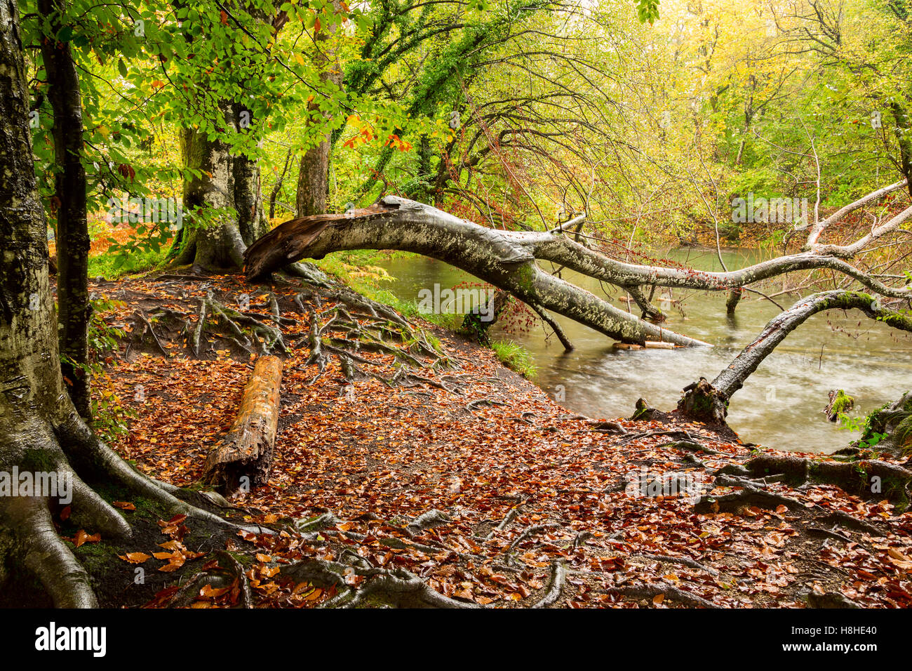 Tree roots and green forest in national park Plitvica, Croatia Stock