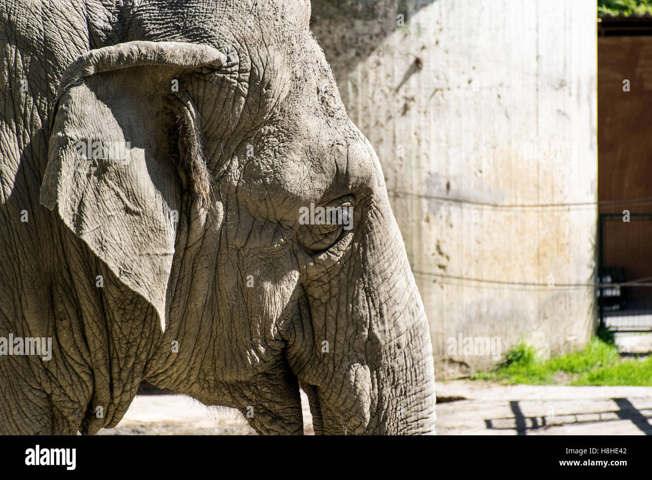 Close up of an African elephant in the zoo of Pistoia, Italy Stock Photo