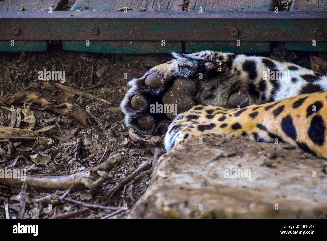 Paws of a jaguar sleeping in the zoo of Pistoia, Italy Stock Photo