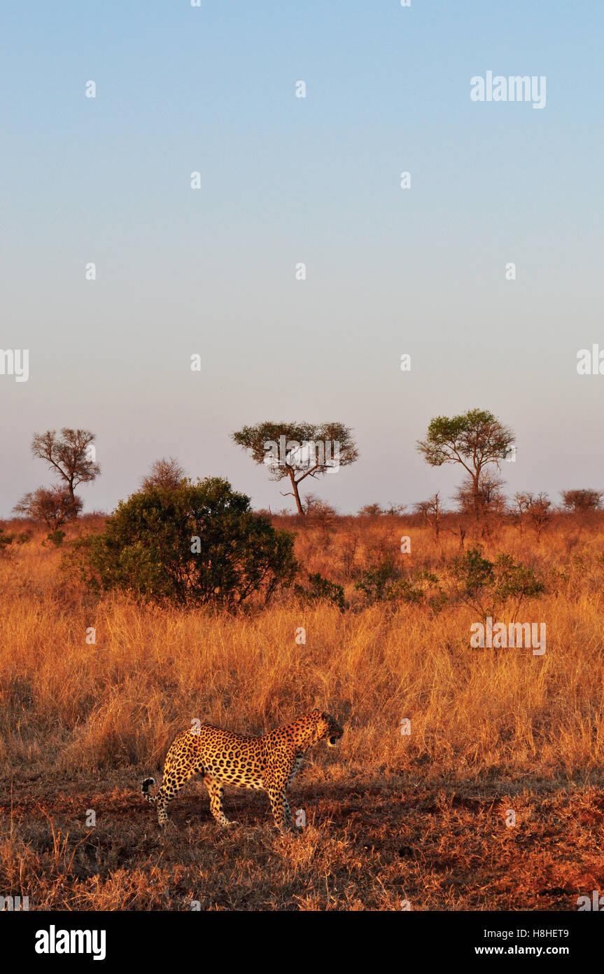 Safari in South Africa, savannah: a tree and an african leopard at sunset in the Kruger National Park, the largest game reserve in Africa since 1898 Stock Photo