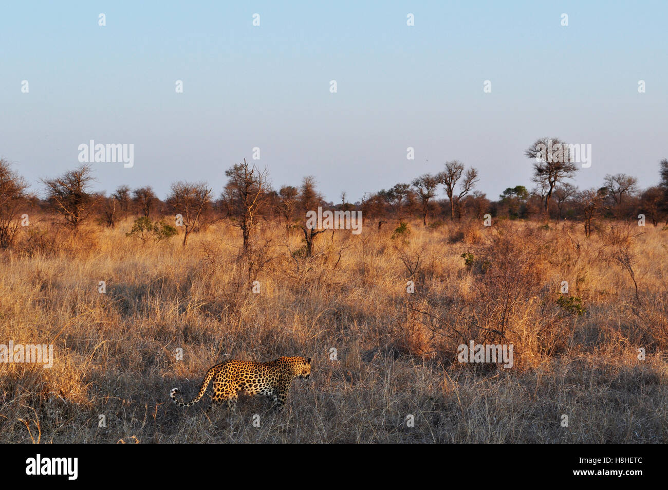 Safari in South Africa, savannah: a tree and an african leopard at sunset in the Kruger National Park, the largest game reserve in Africa since 1898 Stock Photo