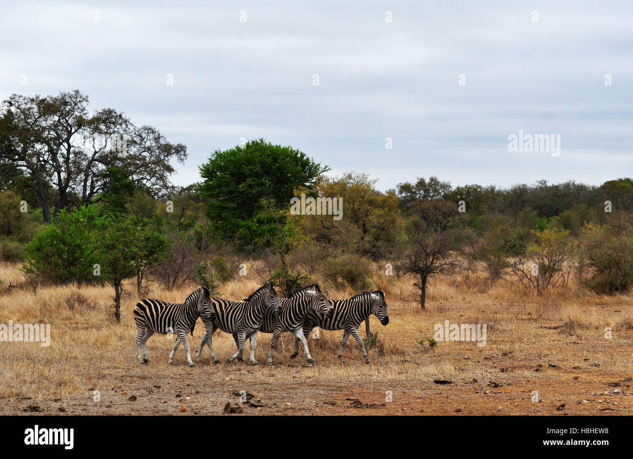 Safari in South Africa, green savannah: a herd of zebras in the Kruger National Park, the largest game reserve in Africa established in 1898 Stock Photo
